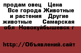  продам овец › Цена ­ 100 - Все города Животные и растения » Другие животные   . Самарская обл.,Новокуйбышевск г.